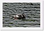 riskila Black Guillemot * 2525 x 1666 * (3.1MB)